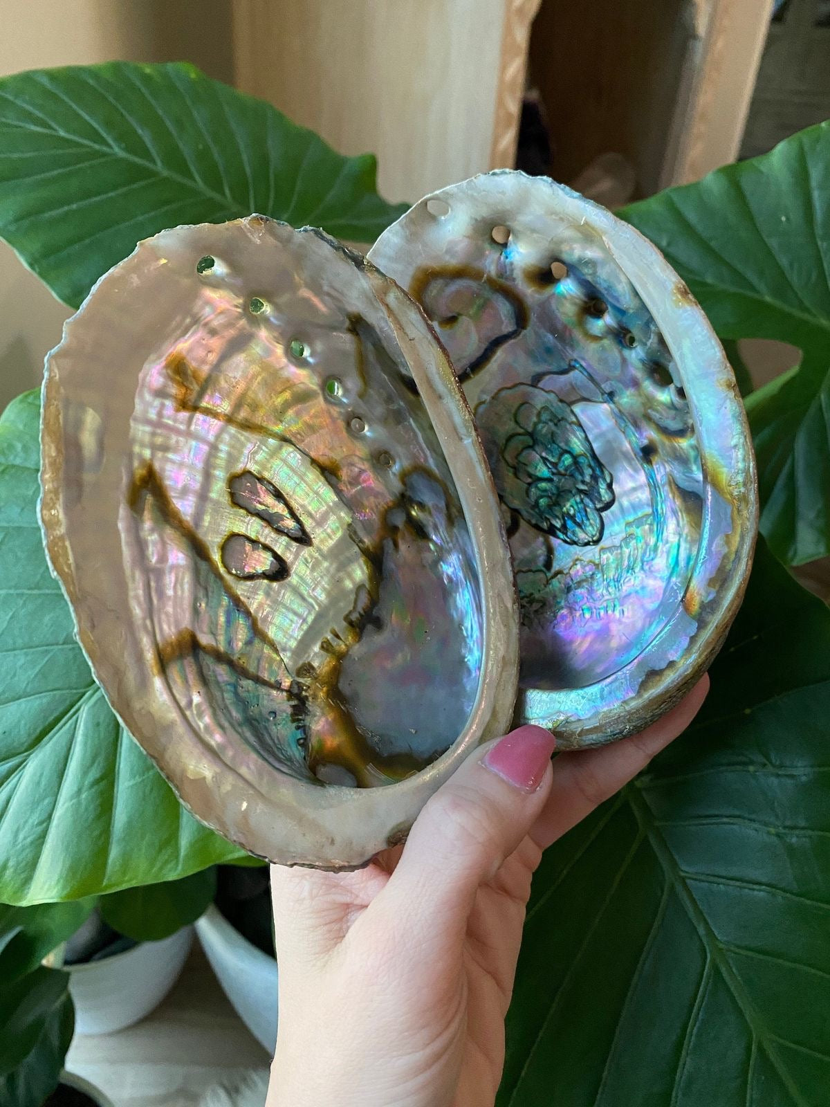 Abalone shells