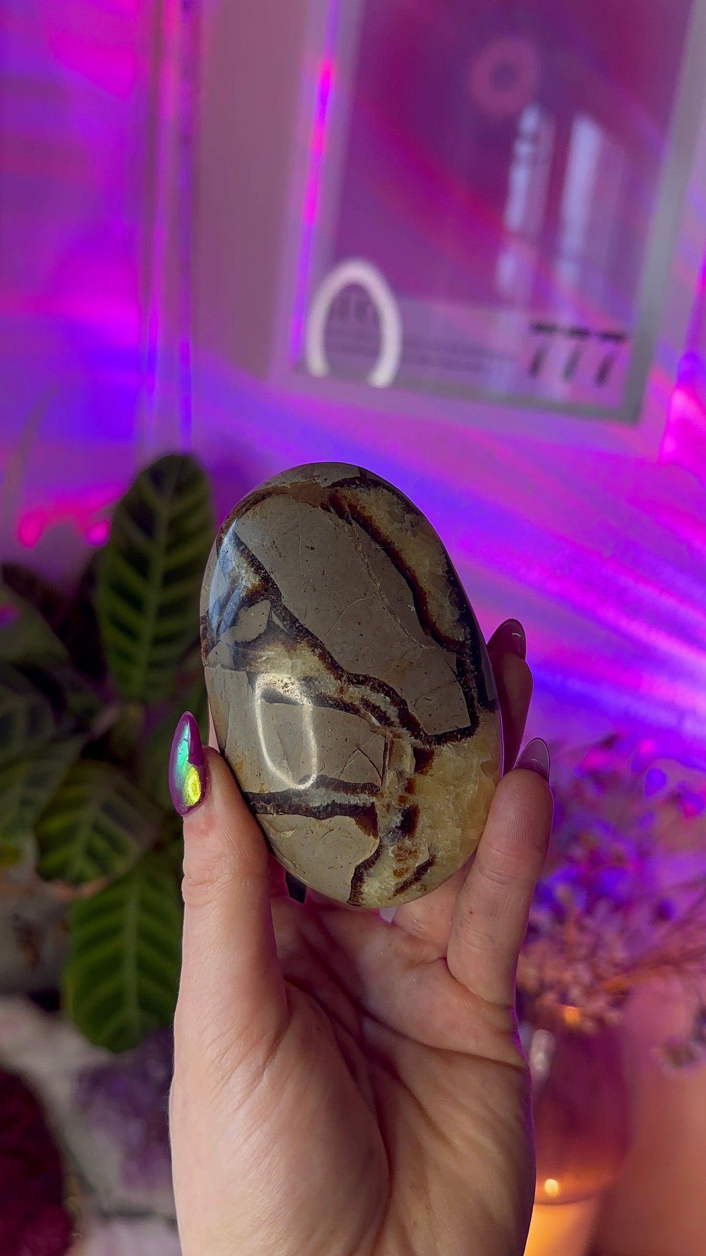 Septarian Palm stones