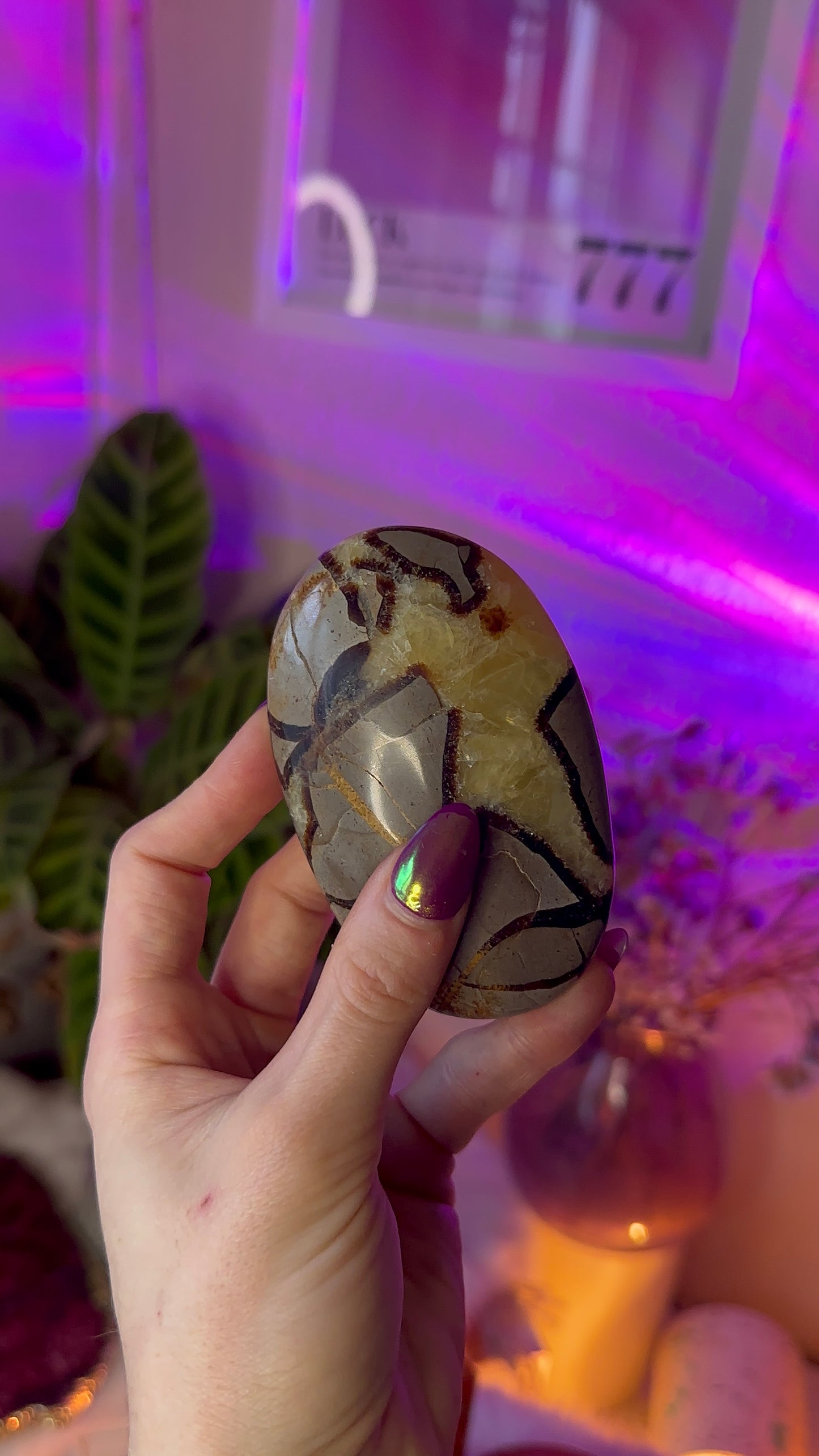 Septarian Palm stones