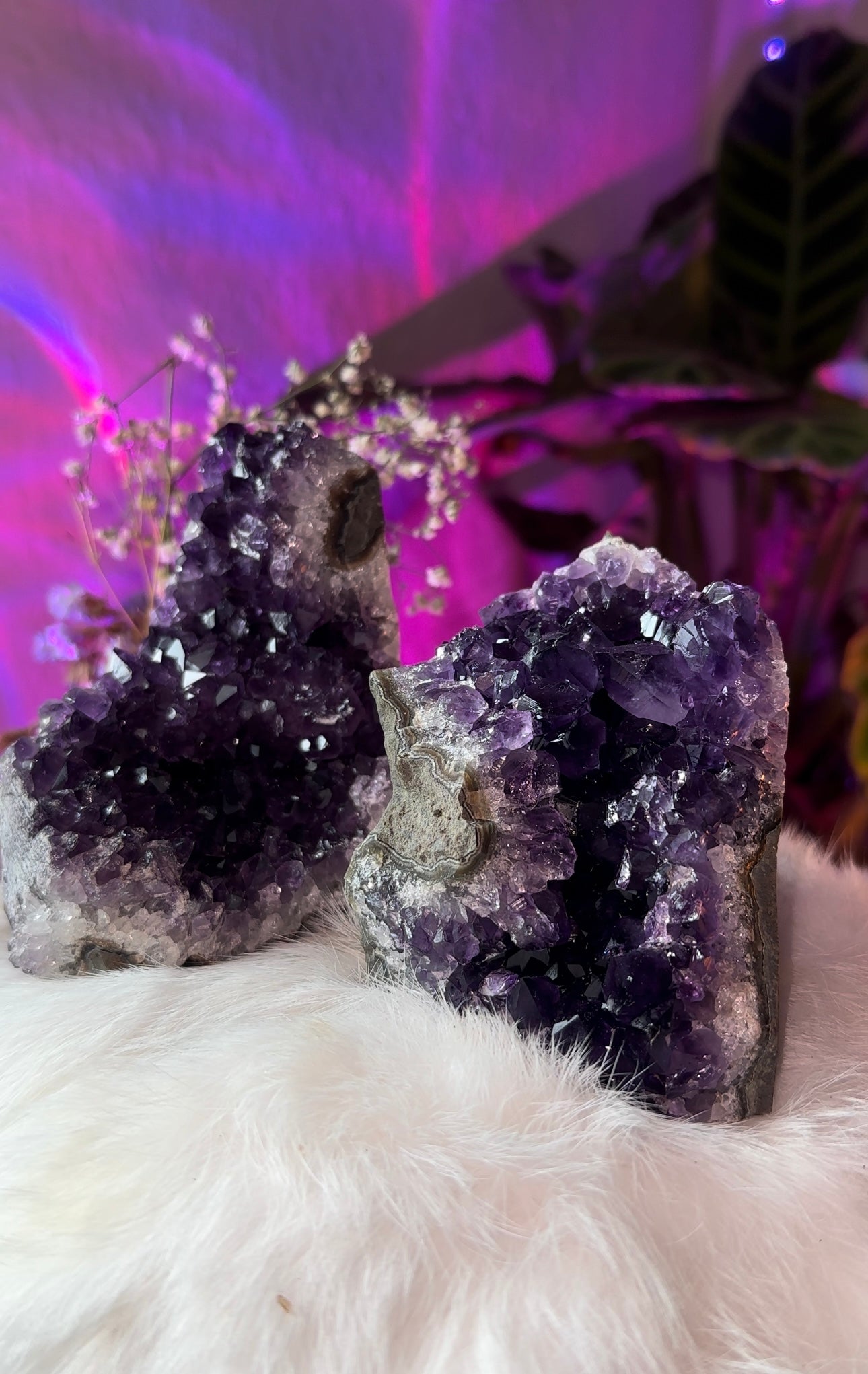 Amethyst clusters